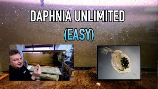 How I Raise Daphnia Water Fleas And You Can Too [upl. by Bobine]