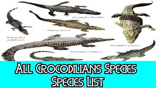 All Crocodilians Species  Species List [upl. by Leif95]