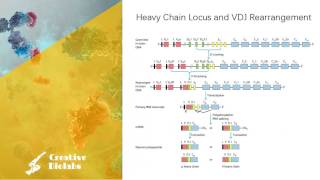 Antibody Diversity  Gene Rearrangement [upl. by Davis]