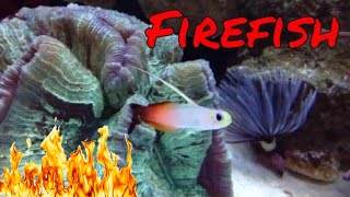 Firefish Care Guide [upl. by Snyder]