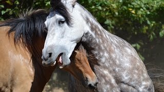 Beautiful Natural Stallion amp Mare Courtship Dance [upl. by Adle]