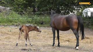 Stute und ihr Fohlen  Mare and Foal  Erster Ausflug [upl. by Jaymie872]