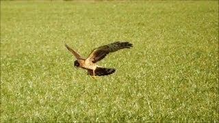 Northern Harriers Hunting HD [upl. by Nnaasil]