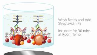 QuantiGene Plex  How It Works Animation [upl. by Ashlin]