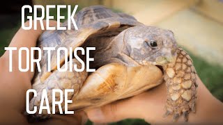 Greek Tortoise Care [upl. by Maltzman636]