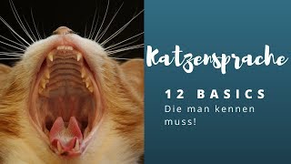 Katzensprache lernen  Die 12 wichtigsten Basics [upl. by Borg]