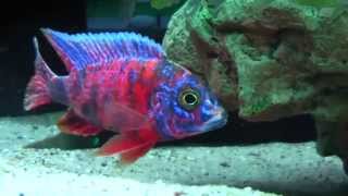 Malawi Cichlids Aulonocara OB von Julian [upl. by Sandstrom905]