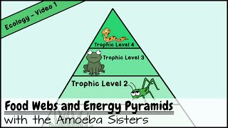 Food Webs and Energy Pyramids Bedrocks of Biodiversity [upl. by Yrallih]