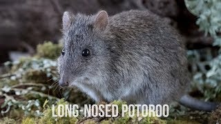 Longnosed Potoroo  Conservation Ecology Centre  Cape Otway [upl. by Oshinski]