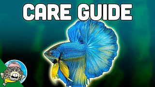 Betta Fish Care Guide  Betta Fish Tanks  Aquarium CoOp [upl. by Lurlene]