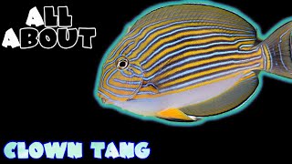 All About The Clown Tang or Clown Surgeonfish or Lined Surgeonfish or Bluebanded Surgeonfish [upl. by Arahset448]