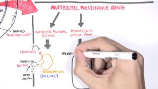 Microbiology  Bacteria Antibiotic Resistance [upl. by Rednal294]