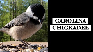 Carolina Chickadees Calls [upl. by Ybanrab]