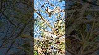 Noisy Miner  NSW [upl. by Andersen678]