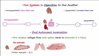 Autonomic Nervous System [upl. by Ayarahs]