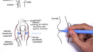 Clinical Anatomy  Knee [upl. by Euphemie232]