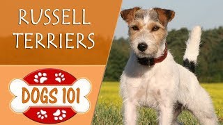 Dogs 101  RUSSELL TERRIER  Top Dog Facts About the RUSSELL TERRIER [upl. by Mandy]