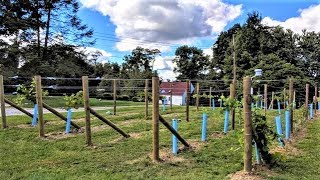 Starting a Backyard Vineyard [upl. by Carole]