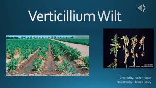 Verticillium Wilt [upl. by Charlton459]