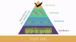 Energy Transfer in Trophic Levels [upl. by Stark]