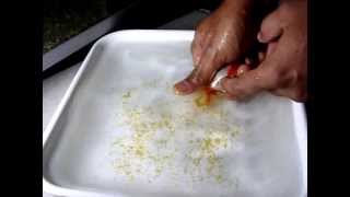 poisson rouge ponte oeufs  Hand Breeding Goldfish CLIP 01 [upl. by Mia]