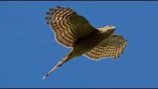 Sparrowhawk Bird Call Bird Song [upl. by Nosecyrb]