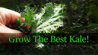 Growing Kale From Seed [upl. by Eahsat]