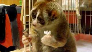 Slow Loris eating a Rice Ball [upl. by Alex874]