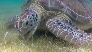 Tortuga verde  Chelonia mydas [upl. by Ursas]