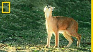 Le caracal chasseur doiseaux [upl. by Leruj]