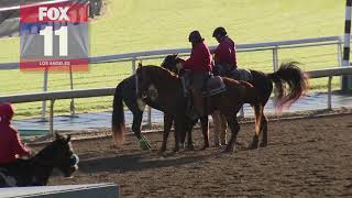 22nd horse dies at Santa Anita Park after track declared safe [upl. by Faber]