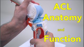 MEDIAL amp LATERAL COLLATERAL LIGAMENTS  Anatomy amp Biomechanics applied [upl. by Tiras]