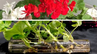 Geranium Propagation New And Effective Method [upl. by Rosenzweig]