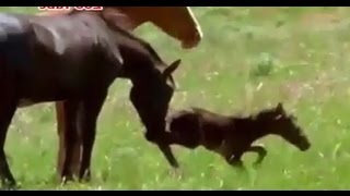 horse kills foal after birth [upl. by Perdita950]