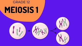 Meiosis 1  Crossing over and Phase identification [upl. by Ecirtak]