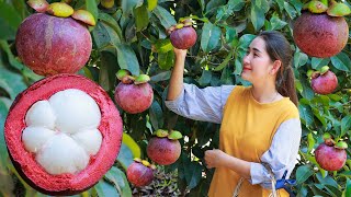 Early season of mangosteen  Juice purple mangosteen collect  eat  Harvest fruit in my homeland [upl. by Gahan]