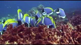 Blue Tang Surgeonfish Acanthurus coeruleus [upl. by Atazroglam]