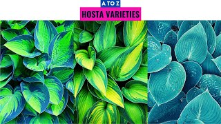 Hosta Varieties A to Z [upl. by Drugi]