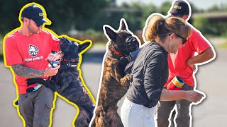 AGGRESSIVE DUTCH SHEPHERD ATTACKS ME AND HIS OWNER [upl. by Jamieson911]