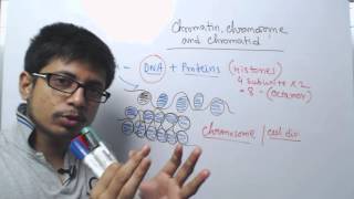 Chromosome chromatin and chromatid [upl. by Wilt315]