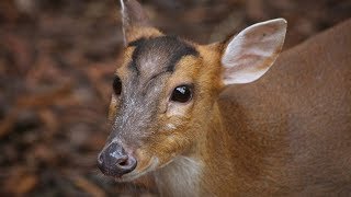 Barking Deer [upl. by Anaig]