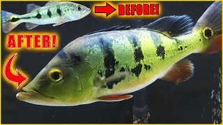 Timelapse 11 months of growth baby Peacock bass to large Peacock bass [upl. by Nawuj630]