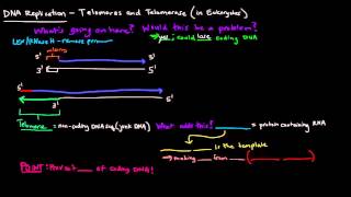 Telomeres and Telomerase in Eukaryotes [upl. by Lovering956]