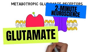 2Minute Neuroscience Glutamate [upl. by Asa]