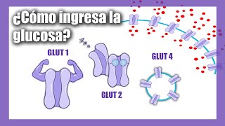 Transporte de Glucosa  Glucotransportadores  GLUT  SGLT [upl. by Dempster]