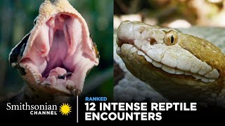 12 Intense Reptile Encounters  Smithsonian Channel [upl. by Aoket208]