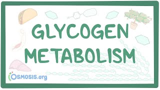 Glycogen metabolism [upl. by Viradis795]