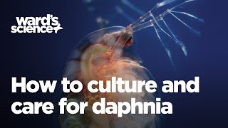 Caring and Culturing for Daphnia [upl. by Hime981]