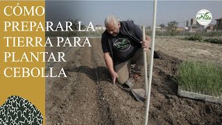 Cómo PLANTAR CEBOLLAS PREPARACIÓN de la tierra [upl. by Vasyuta443]