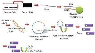 cDNA library [upl. by Guarino]